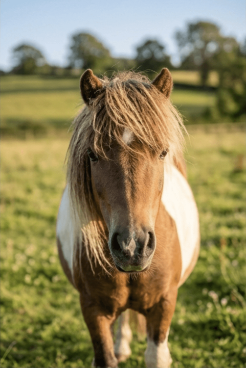 A brown and white pony with a shaggy mane stands in a green field.