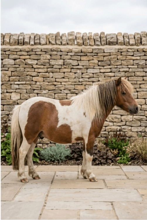 A small brown and white pony stands on a paved patio in front of a stone wall.