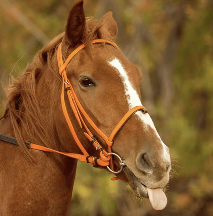 Brown horse with white blaze wears orange bridle and playfully sticks out tongue.